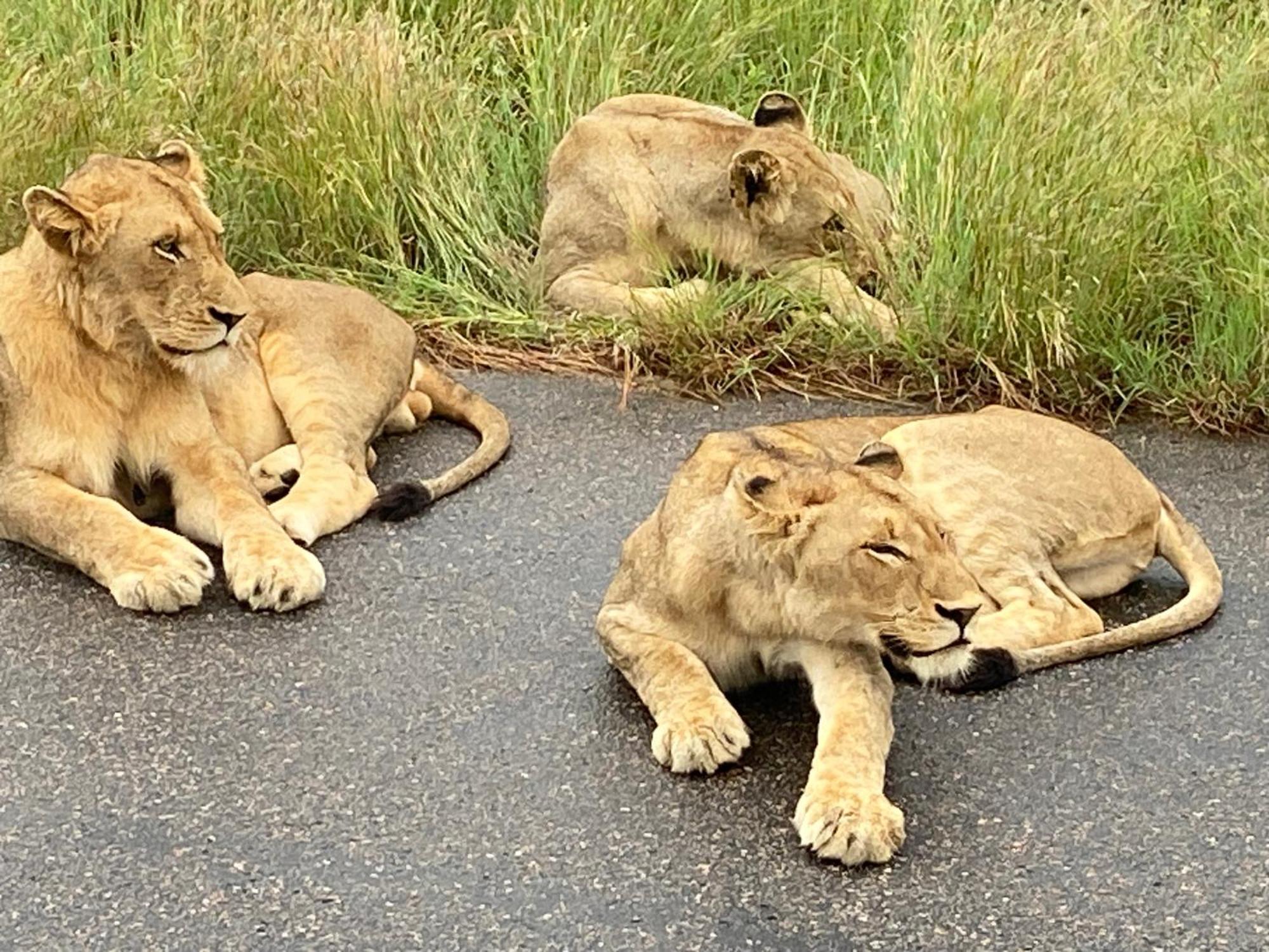 Kholiwe On Kruger Lodge & Safaris Marloth Park Exterior foto