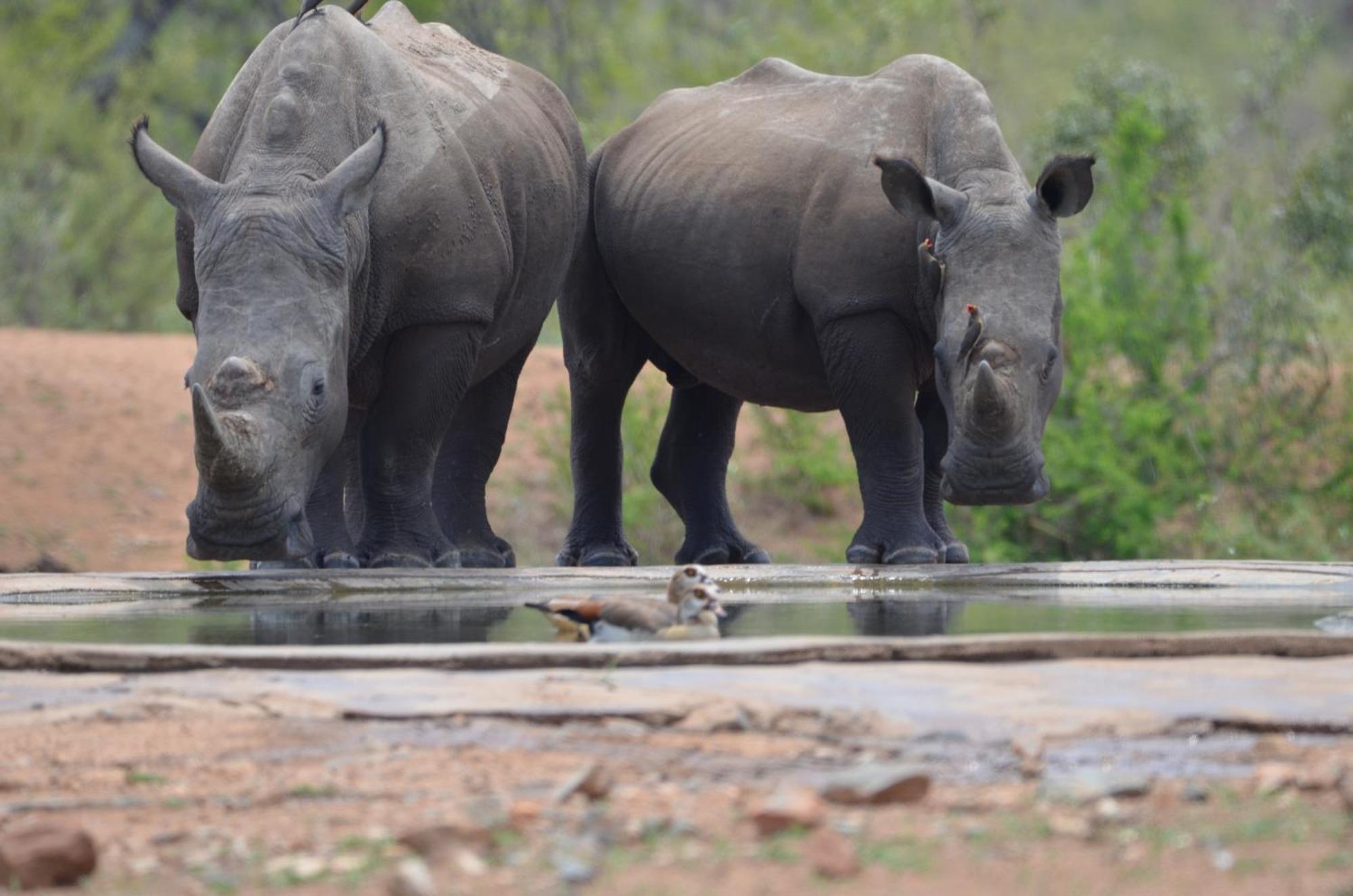 Kholiwe On Kruger Lodge & Safaris Marloth Park Exterior foto