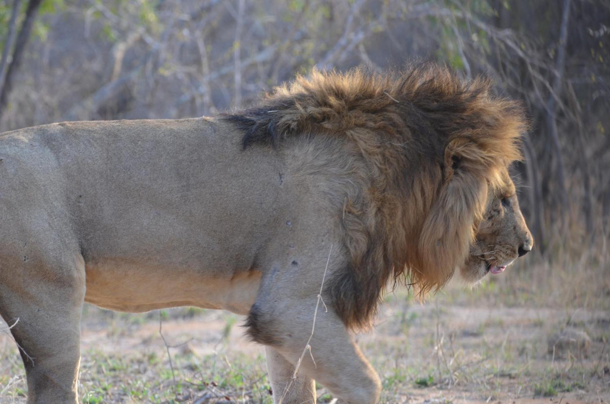 Kholiwe On Kruger Lodge & Safaris Marloth Park Exterior foto