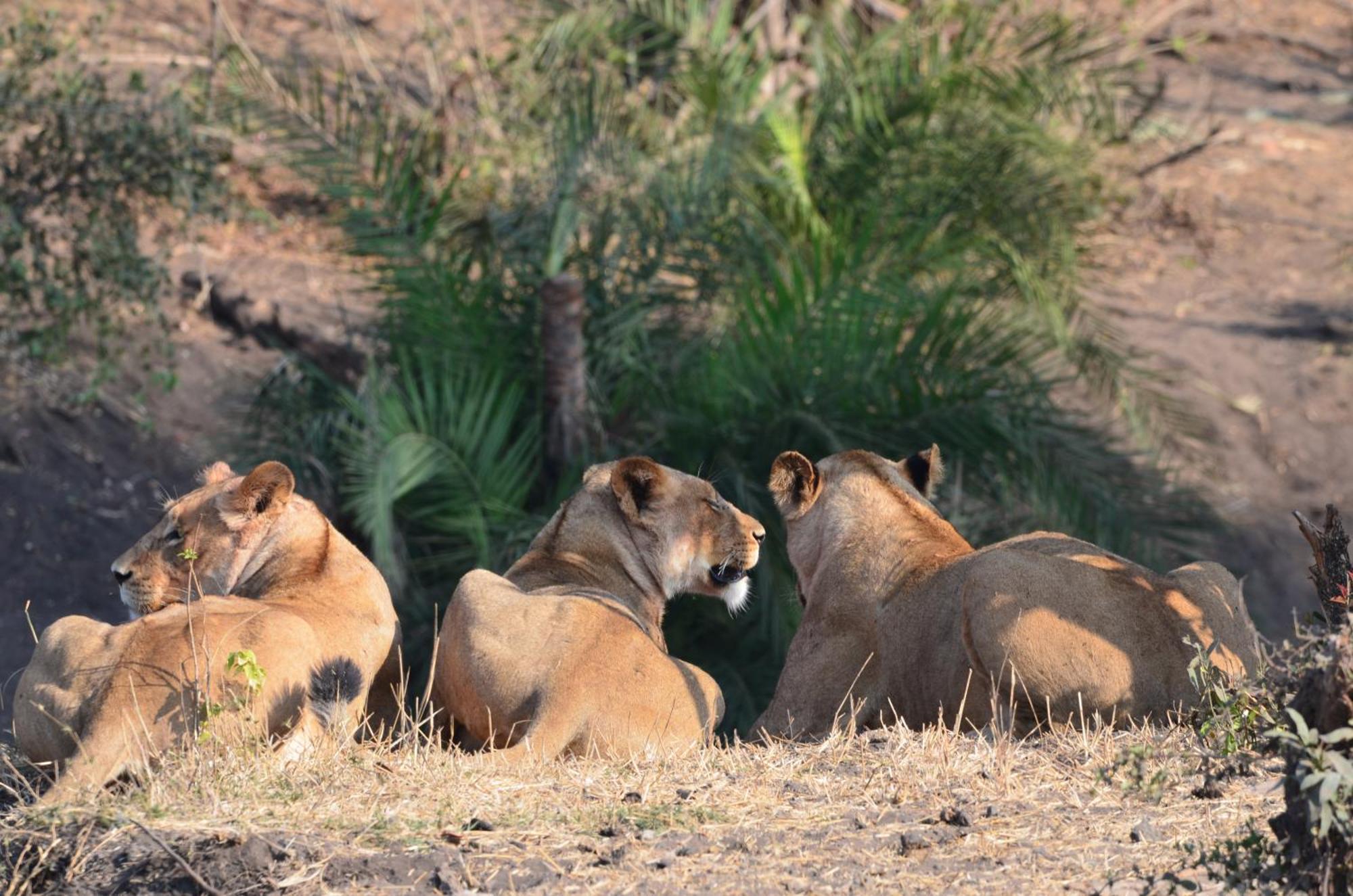 Kholiwe On Kruger Lodge & Safaris Marloth Park Exterior foto
